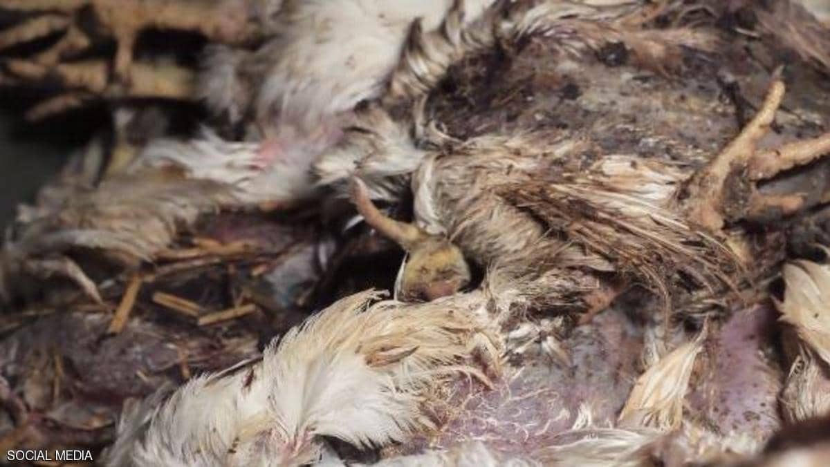 فيديو..حشرات ودجاج مريض ونافق بمزرعة "كنتاكي"