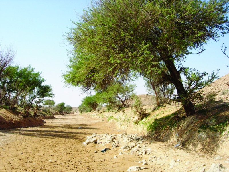 "Ⅶ شجرة الغاف رمز وطني"
