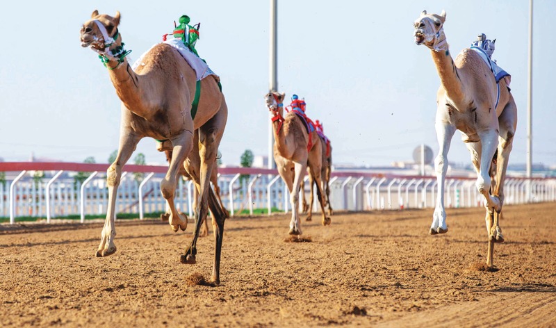 "سباقات الهجن تشهد إثارة كبيرة | البيان"