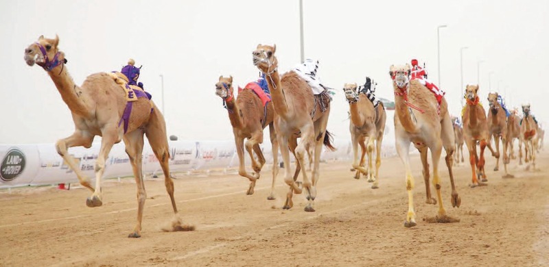 "أفضل المطايا تشارك في المنافسات | البيان"