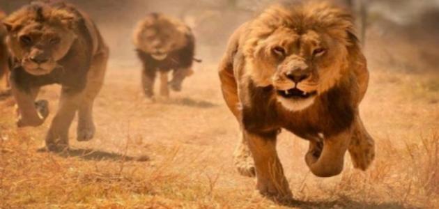 عم ليون والـ 3 أسود .. رباهم صغاراً ونهشوا لحمه كباراً