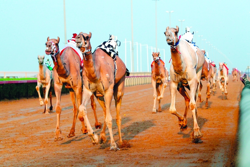 "جانب من منافسات هجن أبناء القبائل | من المصدر"