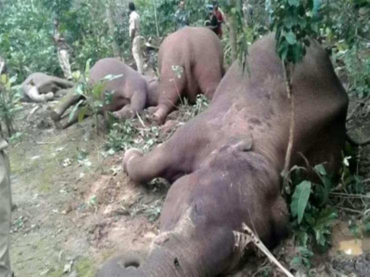 بالفيديو.. العثور على 6 فيلة غارقة بعد فشلها في إنقاذ فيل صغير