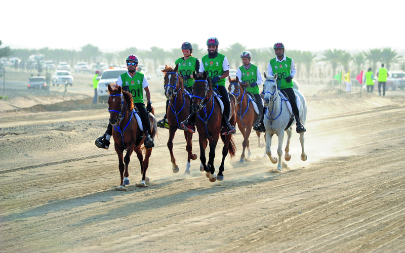 "منافسة قوية تشهدها سباقات القدرة في قرية بوذيب | من المصدر"