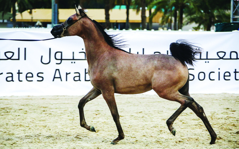 "المهرة دي فريهان لمربط دبي خلال المنافسات | البيان"