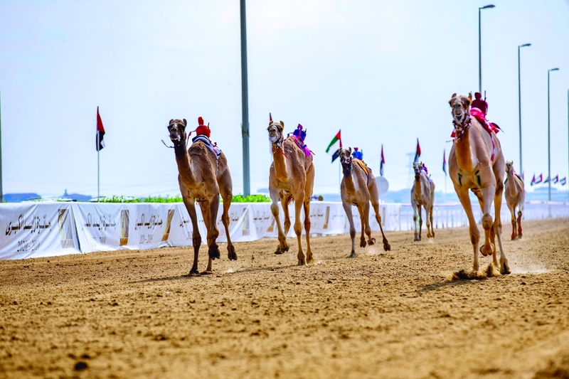 "من منافسات جائزة زايد الكبرى للهجن في الوثبة | البيان"