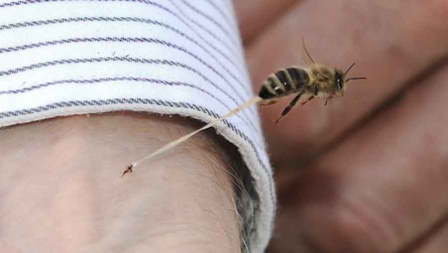 النحل يقتل مسنّا خلال تشييعه جنازة ابنه