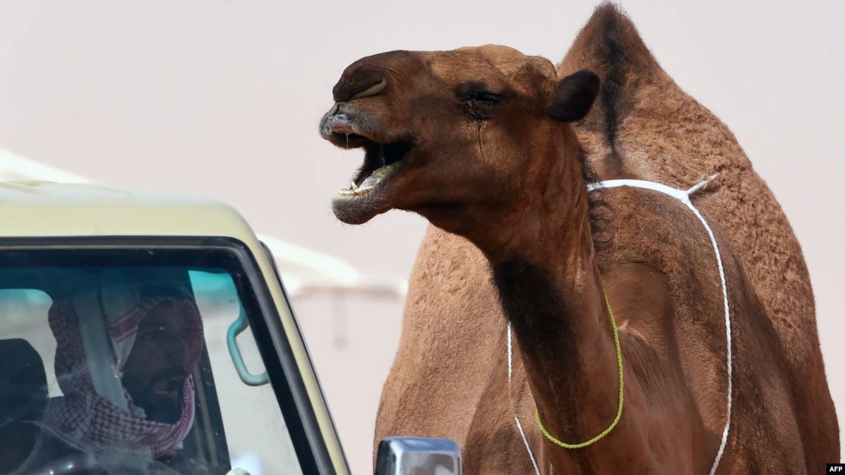 1.7 مليون ريال غرامات لمخالفي الرفق بالحيوان في السعودية