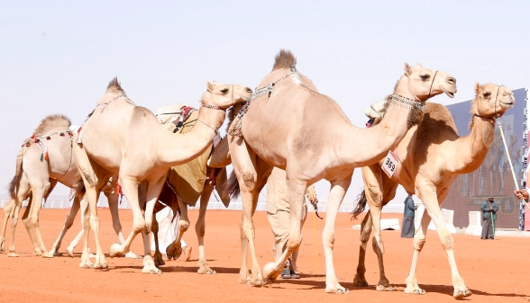 "أرشيفية"