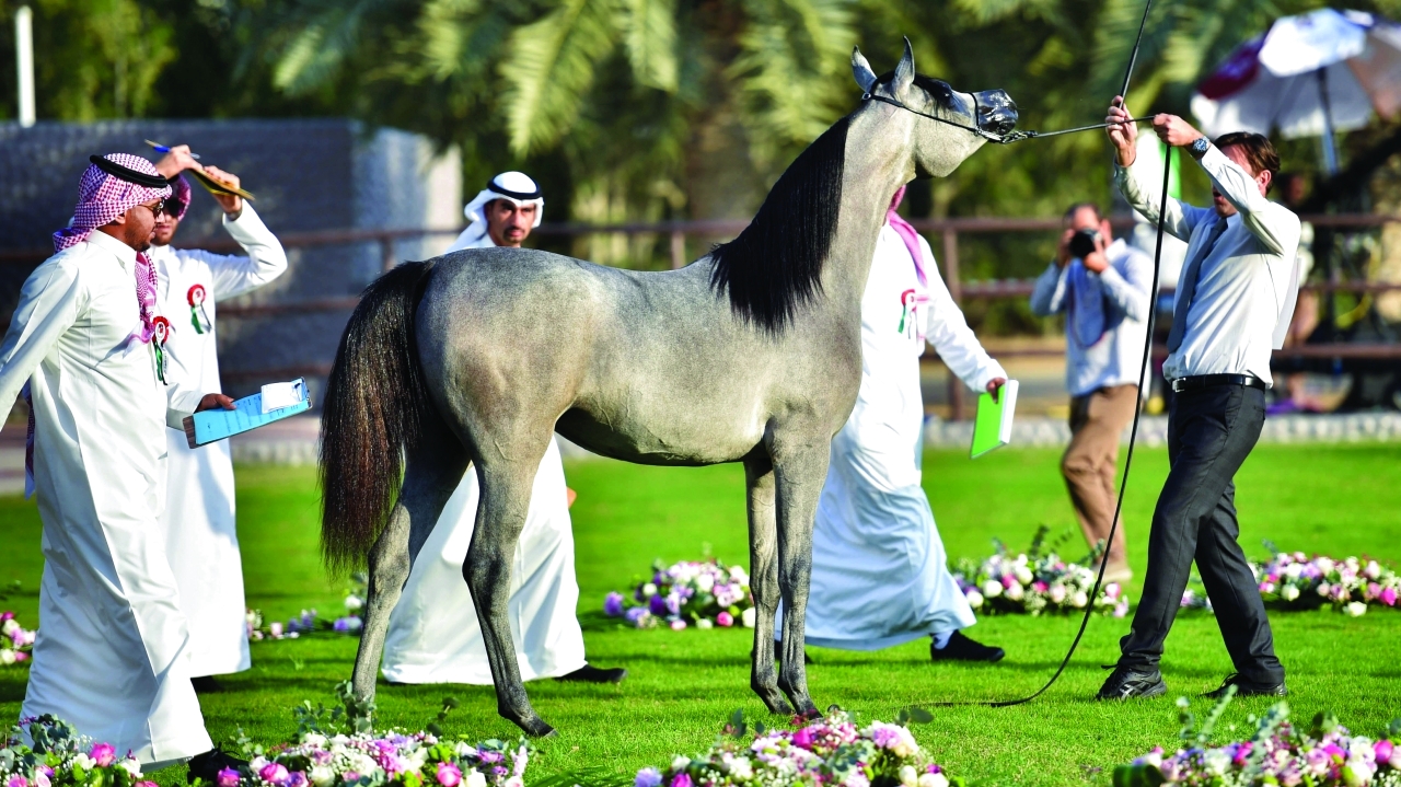 "خلال منافسات «عجمان لجمال الخيل 2020» | وام"
