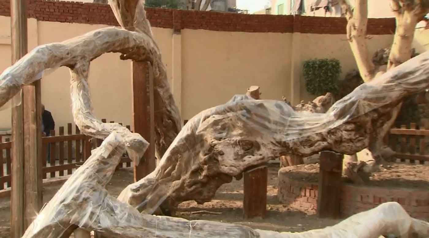 شاهد.. بدء ترميم "شجرة مريم العذراء" بمصر