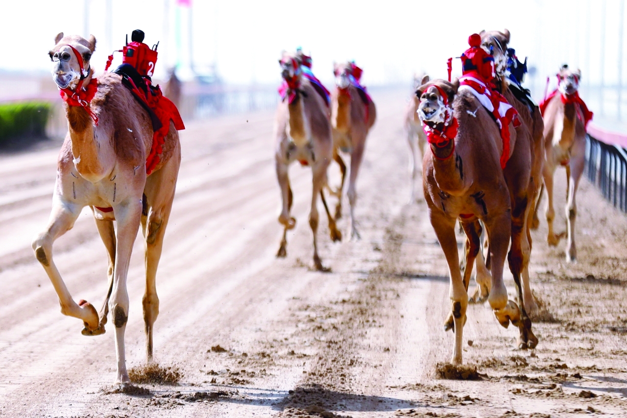 "منافسات قوية شهدها المهرجان | البيان"