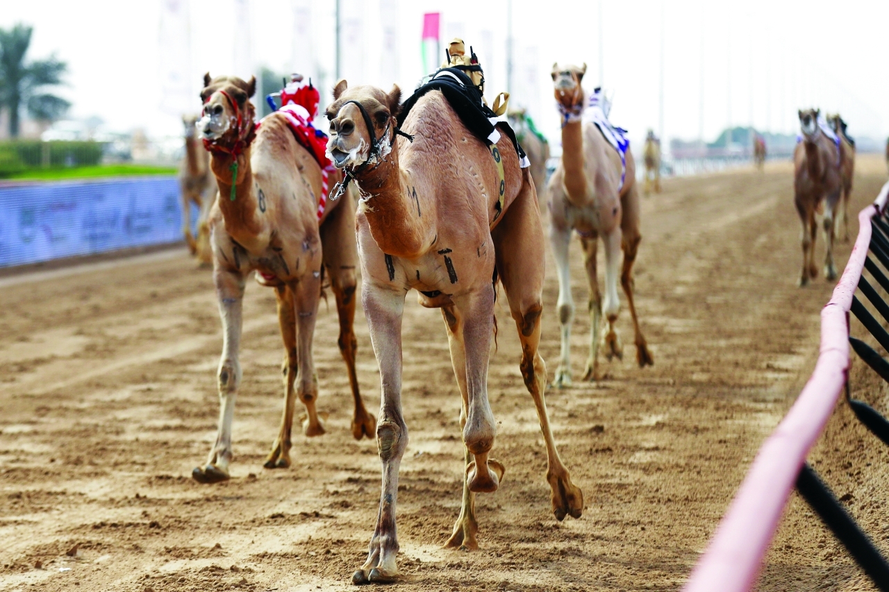 "أفضل المطايا شاركت في المهرجان | البيان"