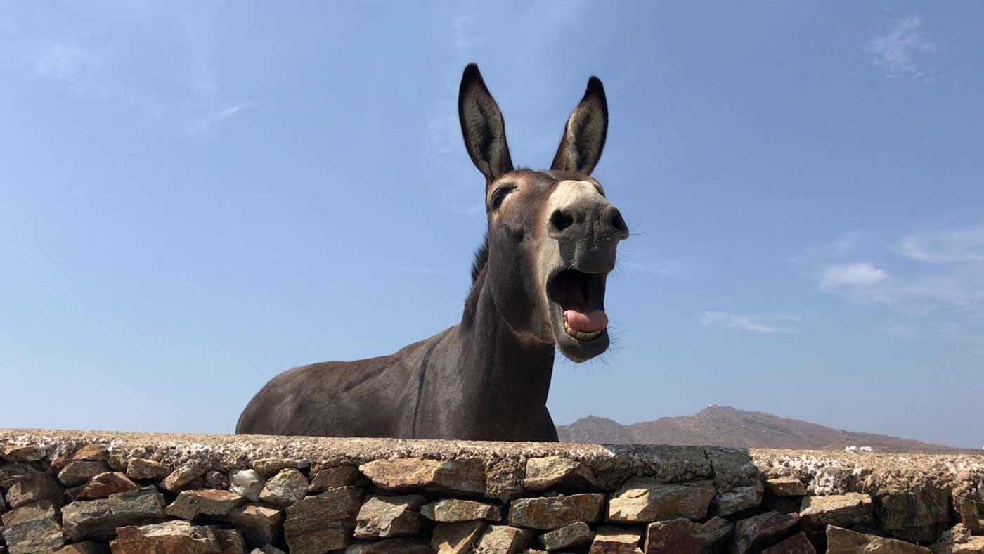 سجن 14 مصرياً بأحكام من 3 سنوات وحتى المؤبد  بسبب حمار
