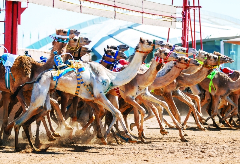 "نخبة المطايا شاركت في منافسات المهرجان | تصوير - أحمد بدوان"