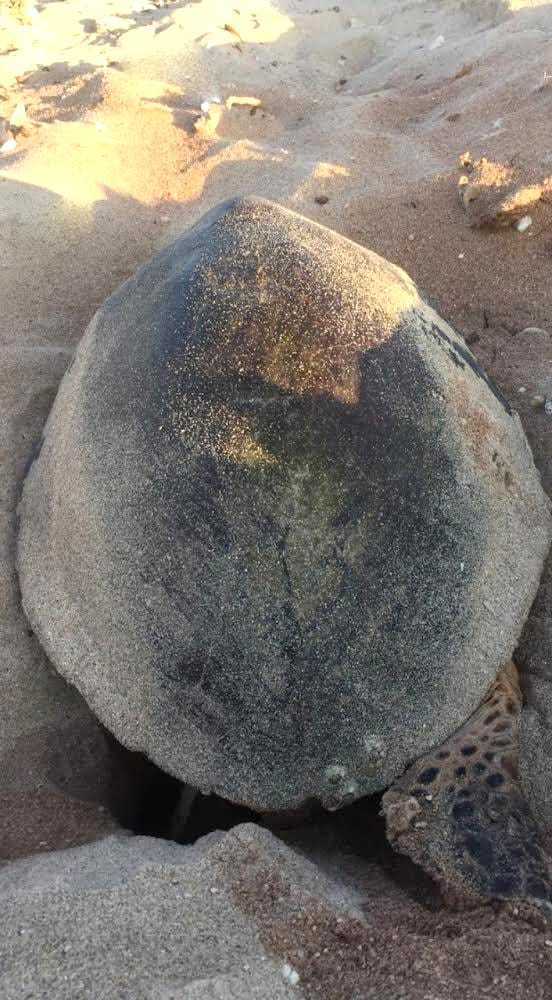 63 عشا لسلاحف منقار الصقر النادرة في محمية جزيرة صير بونعير