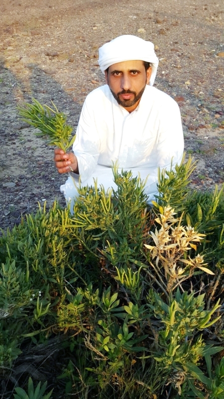 الحرمل.. دواء شعبي إماراتي للمرض والتعب