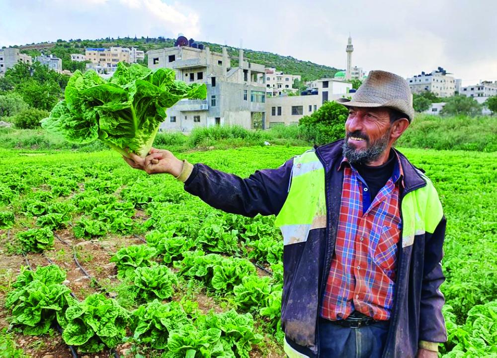 "أبو أنس يعرض الخس الطازج"