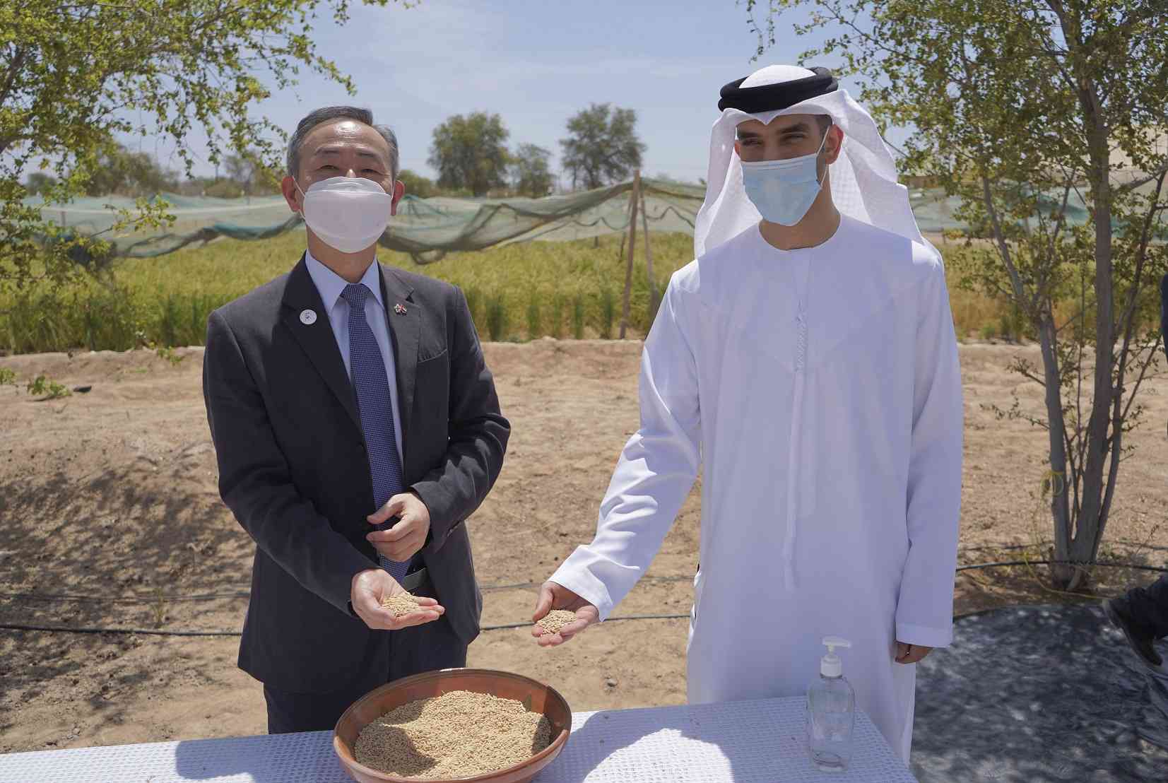 الإمارات تسجل نجاحاً مميزاً في التجارب الأولية لزراعة الأرز