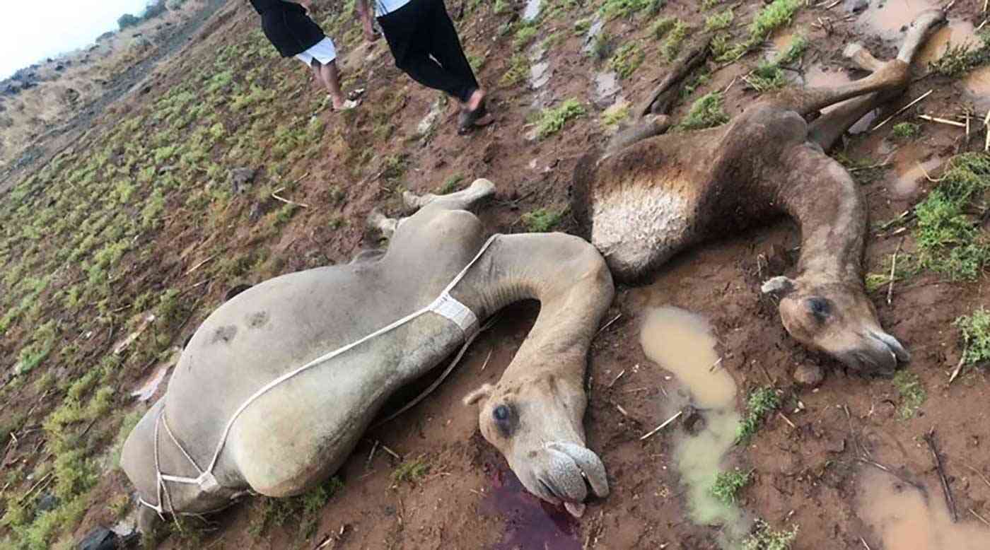 صاعقة رعدية تنهي حياة سعودي وعدد من إبله