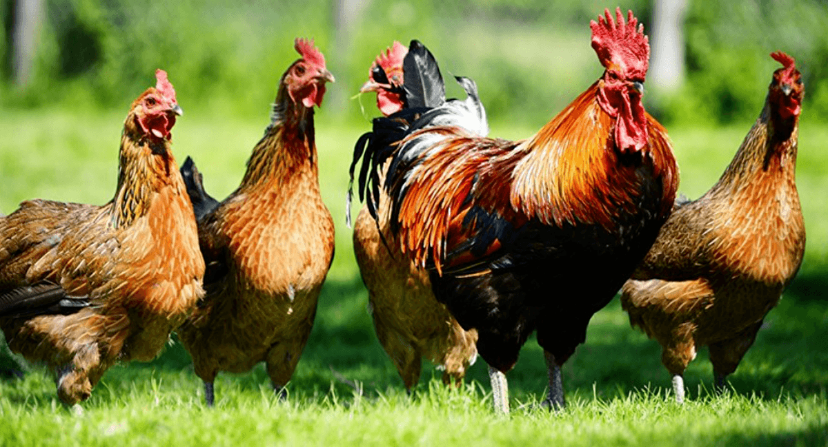 الدجاج يرهب سكان أحد أحياء نيوزيلندا بعد الحظر