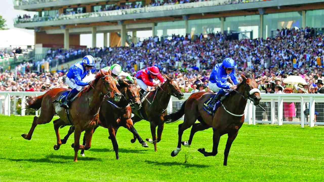 "خيول الإمارات تطمح إلى التألق وحصد الألقاب في المهرجان | البيان"