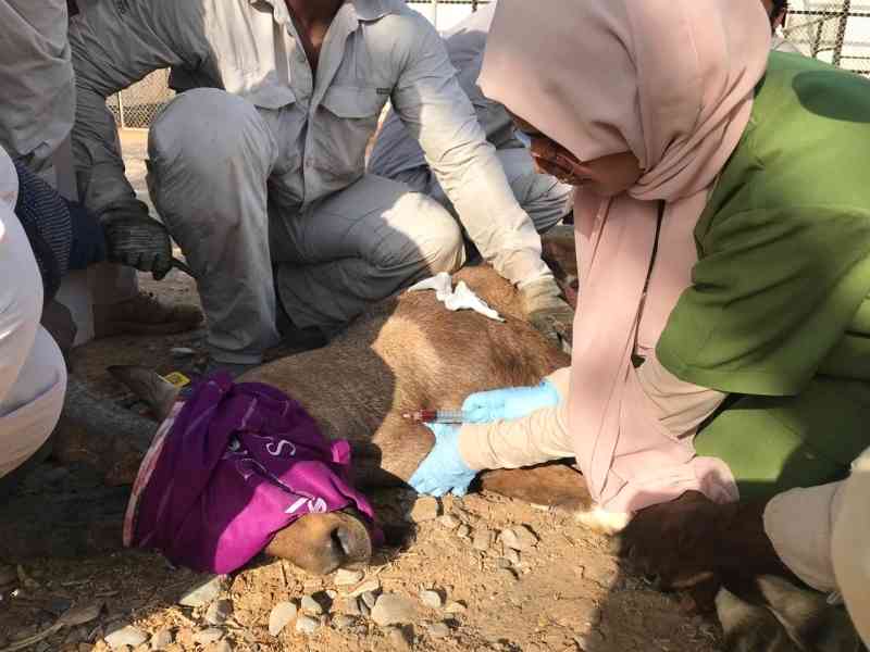 فاطمة الكعبي..جهود لتعزيز صحة الحيوان في حديقة العين