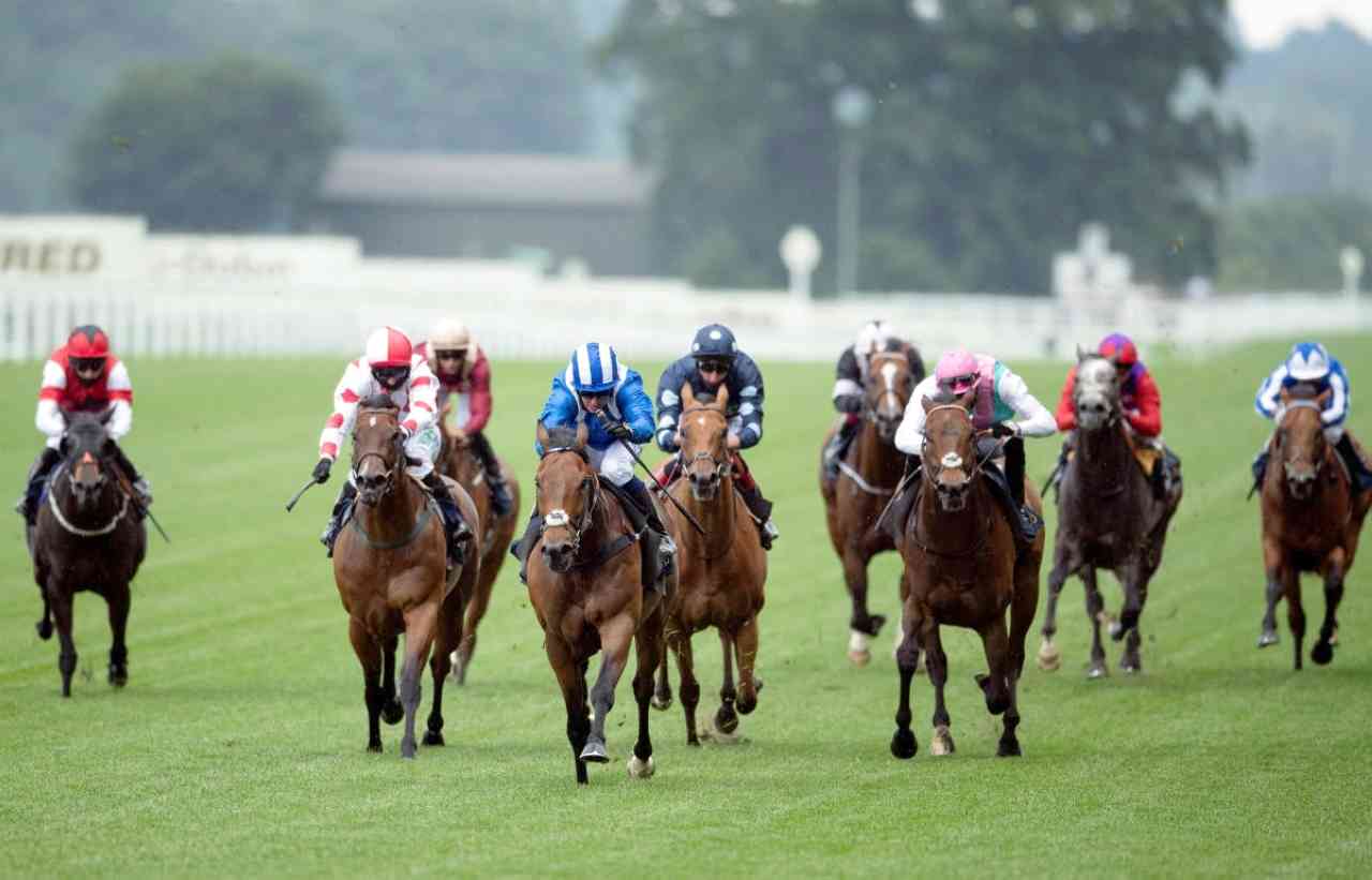 "«بطاش» تألق في المهرجان وظفر بلقب «كينجز ستاند ستيكس»   |   البيان"