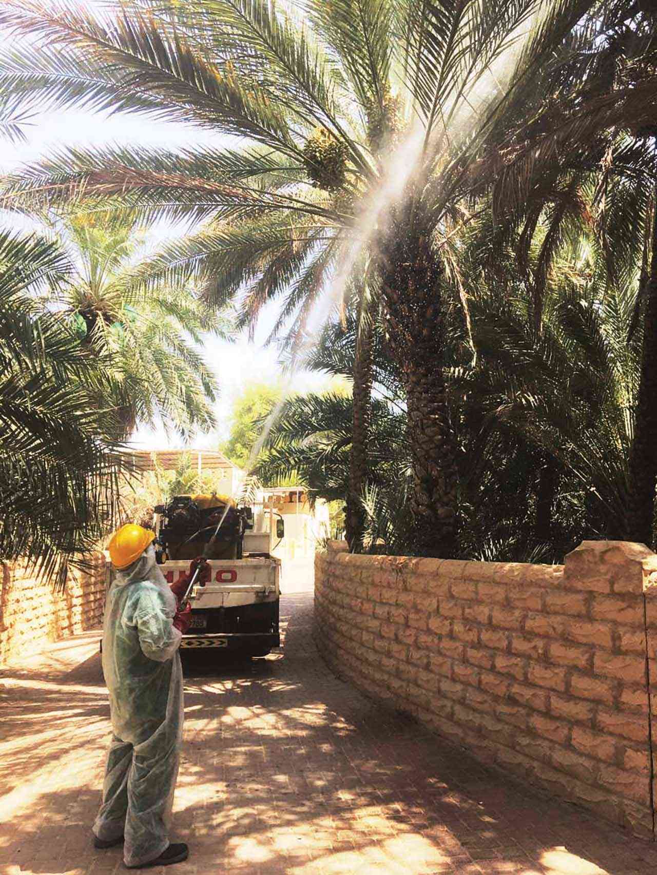 بلدية العين تعالج 84 ألف نخلة من «الدوباس»
