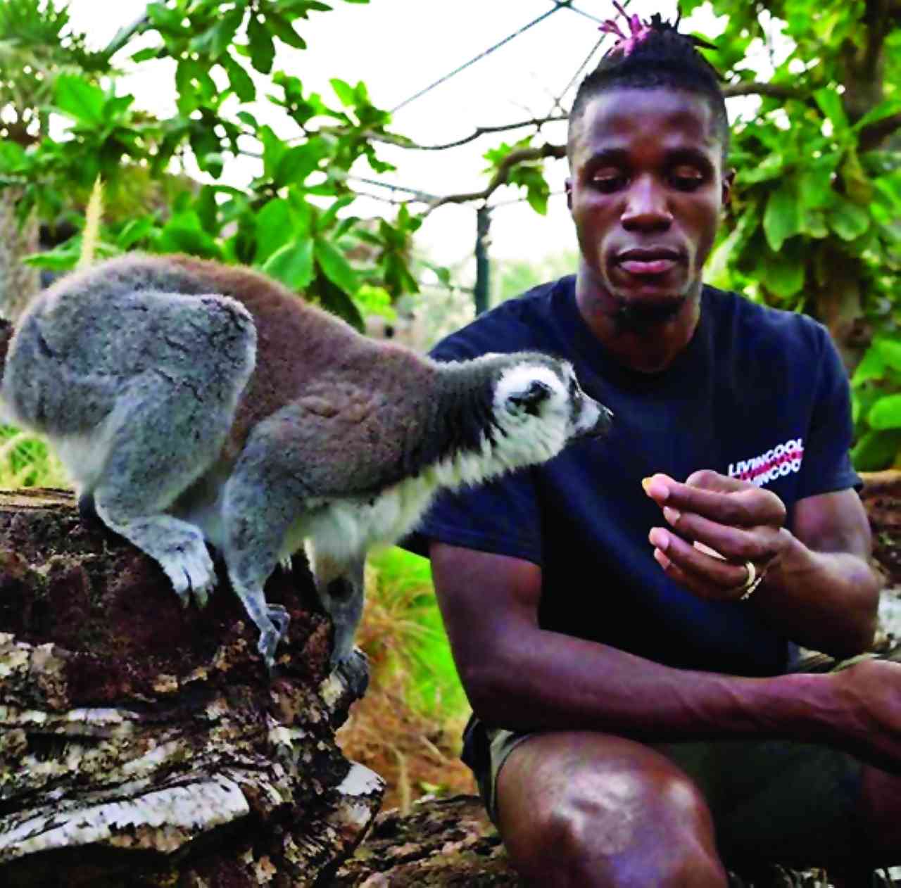 "ويلفريد زاها | البيان"