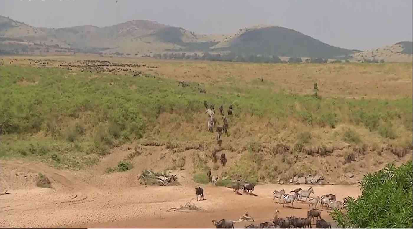 بالفيديو.. هجرة مذهلة للحيوانات البريّة من تنزانيا إلى كينيا