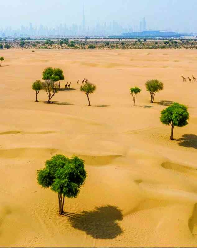 دانة الدنيا وواحة الجمال