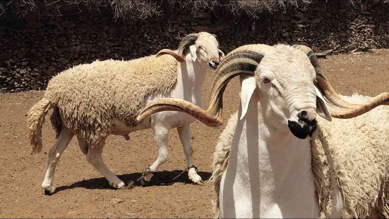 خروف يقتل عجوزاً في مصر