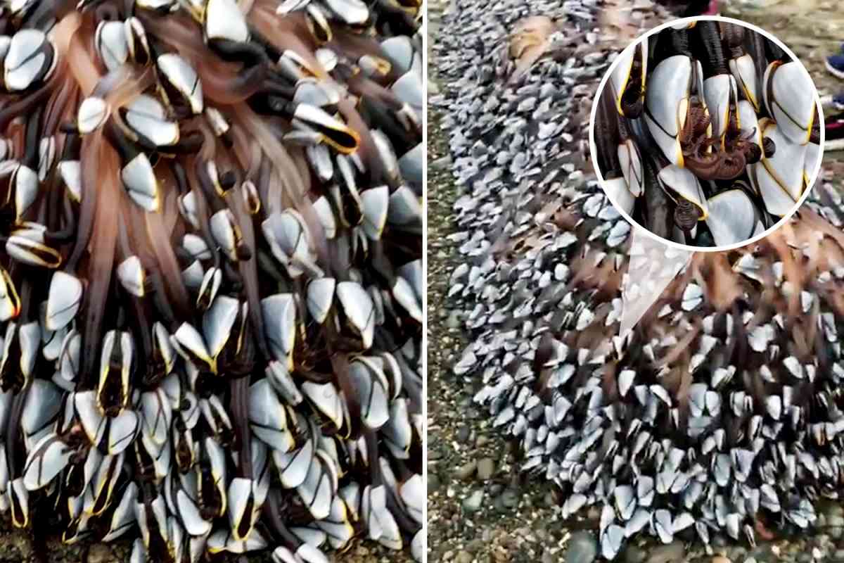 كائنات بحرية غريبة تظهر على أحد شواطئ بريطانيا