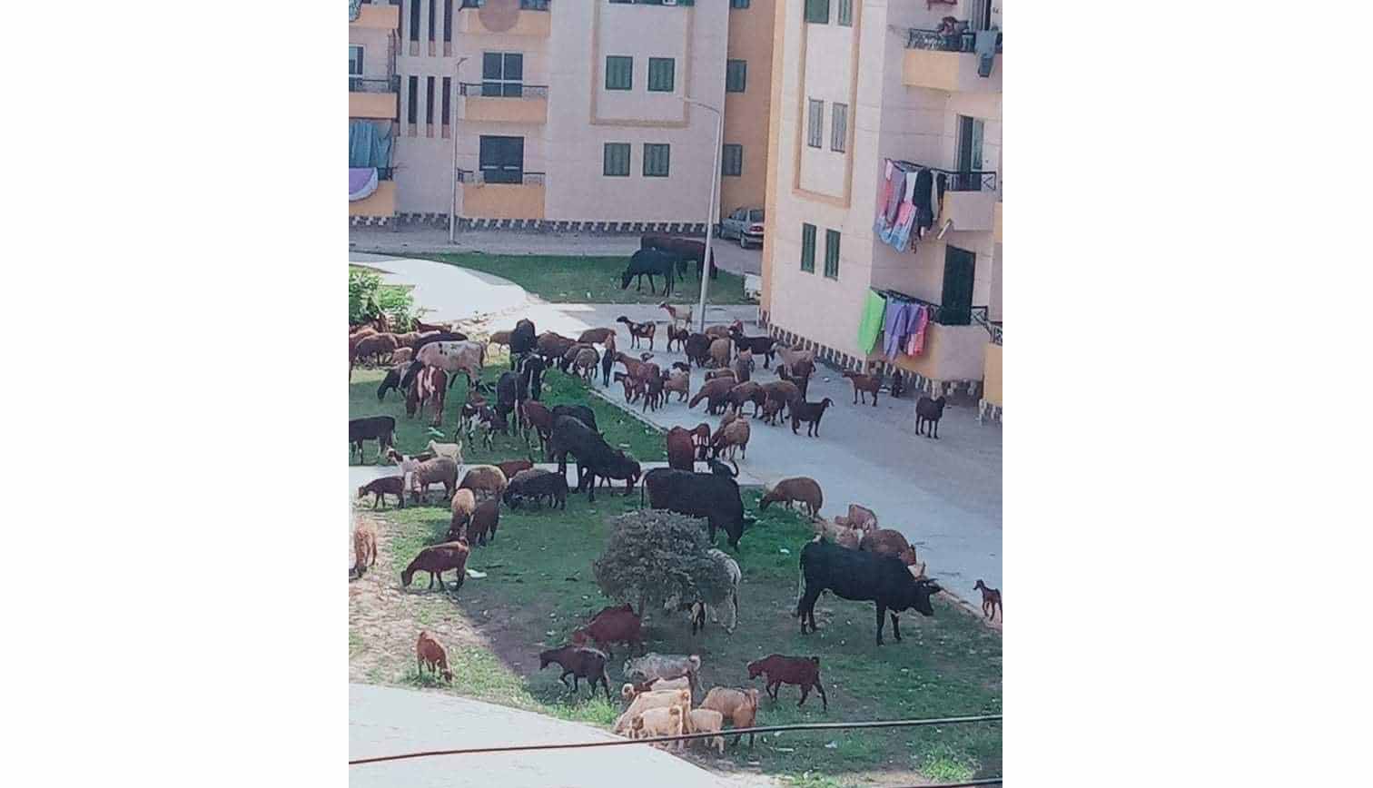 مجلس وزراء مصر يرد على صورة مثيرة للجدل في فيسبوك