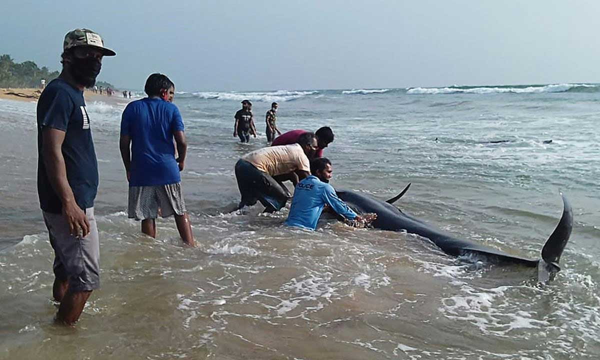 إنقاذ 120 حوتاً طياراً بعد جنوحها عند شواطئ سريلانكا