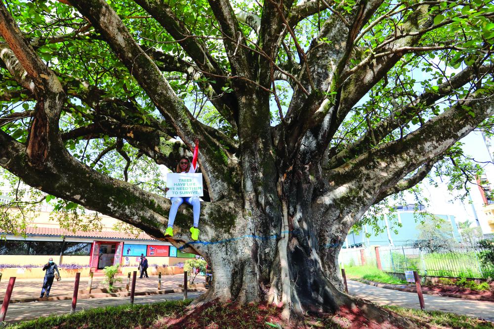 "Kenyan environmental activist Phyllis Wamaitha holds a placard as she sits atop a fig tree during a protest to save the iconic, century-old tree from being cut down to pave way for a Chinese-funded highway, in Westlands district of Nairobi, Kenya November 11, 2020. REUTERS/Thomas Mukoya"