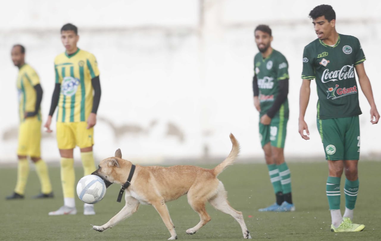 كلب يوقف مباراة كرة قدم