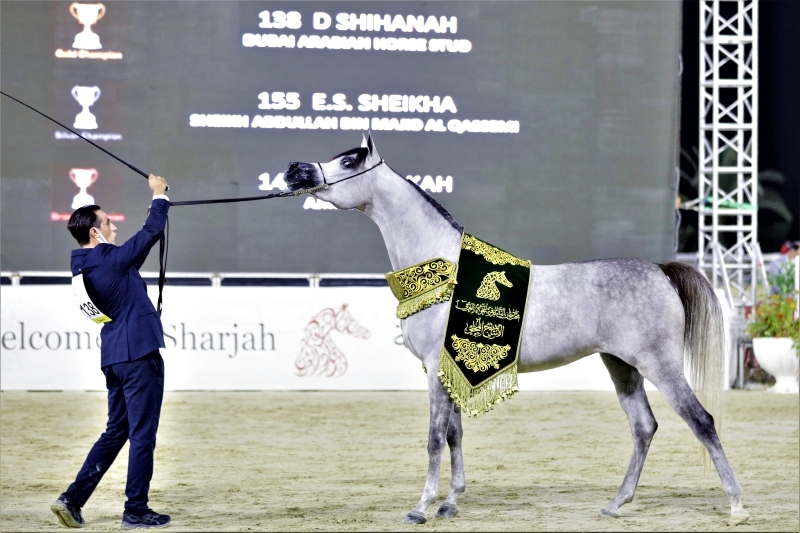 "مربط دبي يتصدر المشهد في مهرجان الشارقة | البيان"