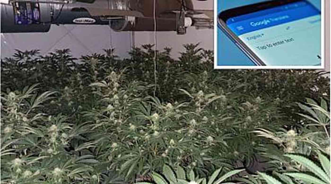 "غوغل" يتسبب في اعتقال بريطانيين بتهمة زراعة القنب