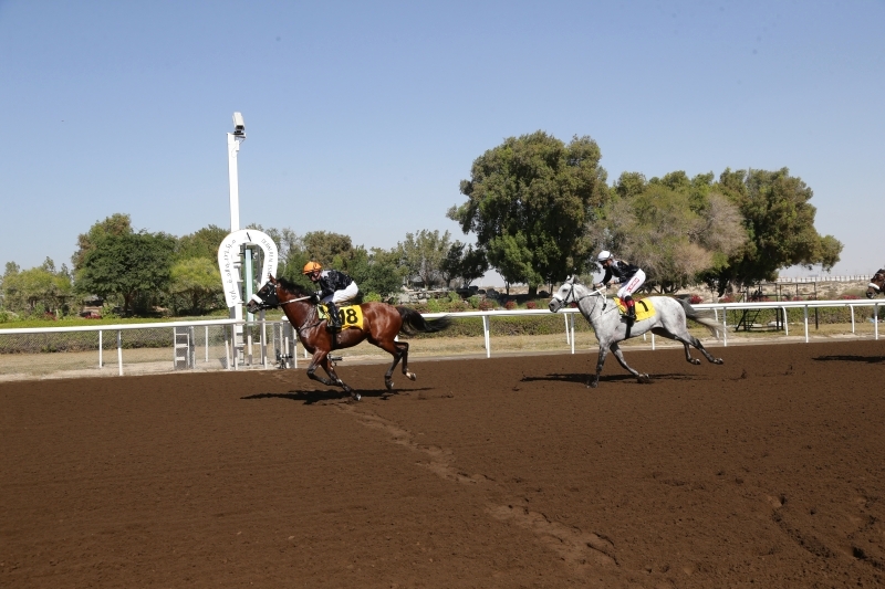 "«إيه إف سقراط » نجم «الخيول العربية » | تصوير: غلام كاركر"