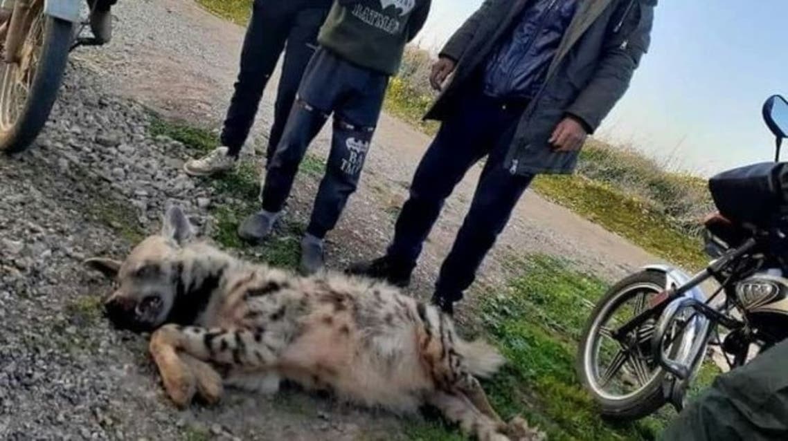 حيوان مفترس يرعب البشر يقتله حظه العاثر في سوريا