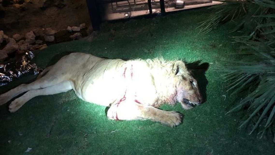 تفاصيل حادثة قتل أسد لمربيه في السعودية