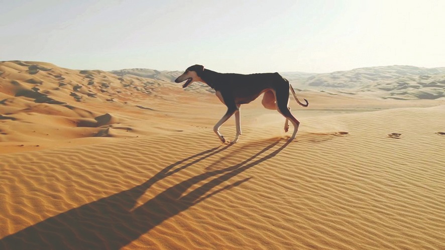 السلوقي الإماراتية أسرع كلاب على وجه الأرض