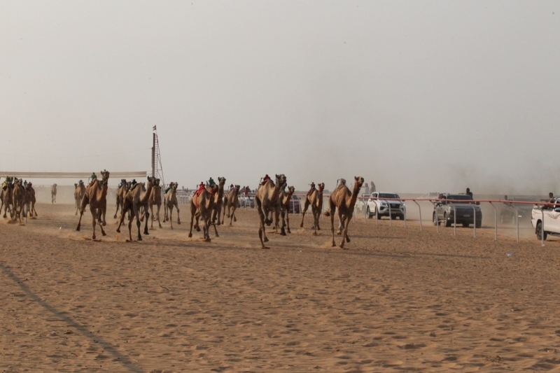ختام السباق التنشيطي الثاني للهجن بالعلمين