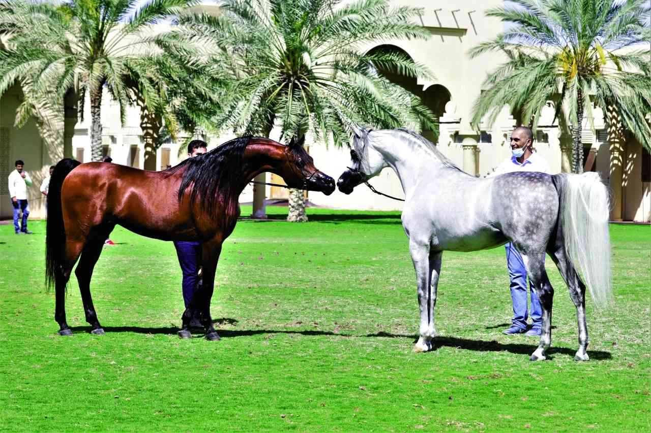 "جانب من مزاد سابق أقامه مربط دبي للخيول العربية | أرشيفية"