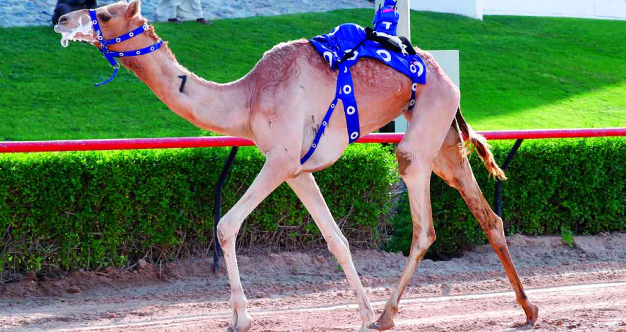 "شعار راشد بن حمدان يؤكد قوته في المنافسات | البيان"