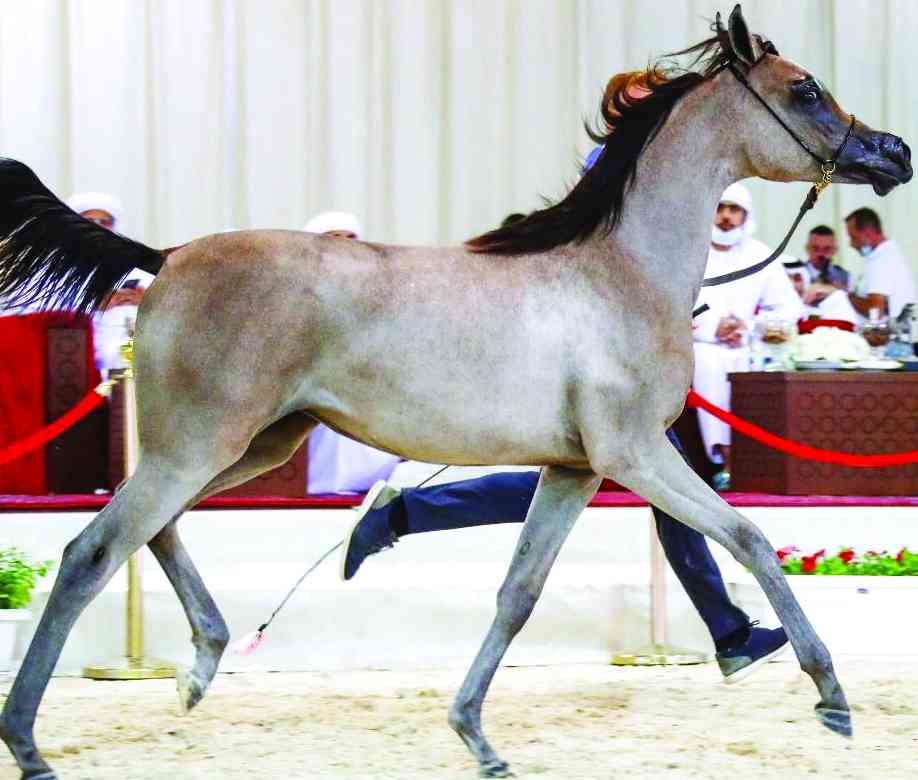 «ع. ج. كيه» تتألق في «الإمارات الوطنية لجمال الخيل»