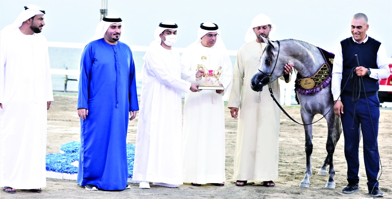 مربط دبي يخطف الأضواء في مهرجان الشارقة كلباء للجواد العربي