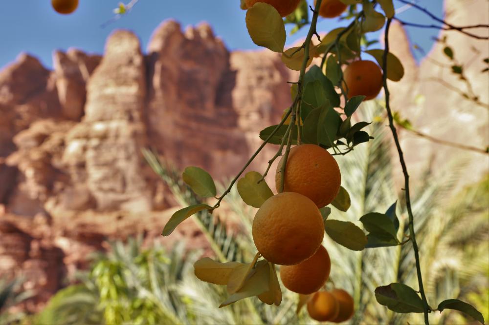 "AlUla Citrus Festival"